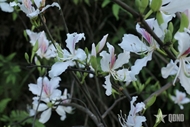 Ban (Bauhinia) flowers in full bloom in Nghe An’s border areas